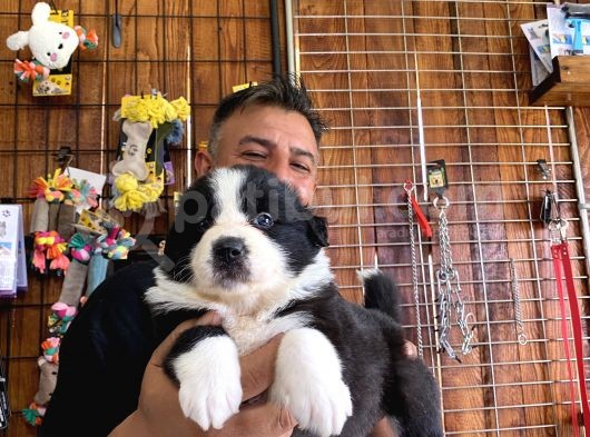 Burkem Den Border Collie Yavruları görsel