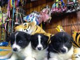 Burkem Den Border Collie Yavruları
