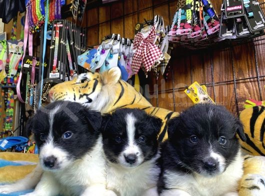 Burkem Den Border Collie Yavruları görsel