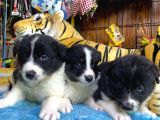 Burkem Den Border Collie Yavruları