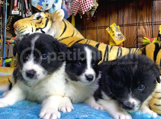 Burkem Den Border Collie Yavruları görsel