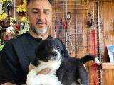 Burkem Den Border Collie Yavruları