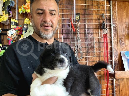 Burkem Den Border Collie Yavruları görsel