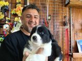 Burkem Den Border Collie Yavruları
