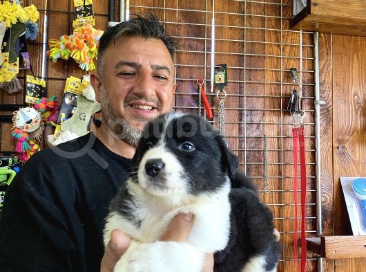 Burkem Den Border Collie Yavruları görsel