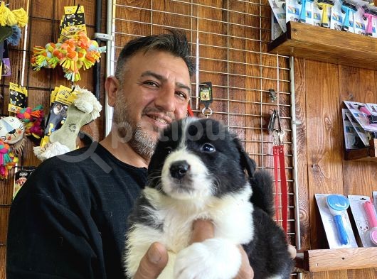 Burkem Den Border Collie Yavruları
