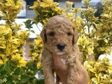 Güzellik Abidesi Ev Uretimi Poodle Bebekler 