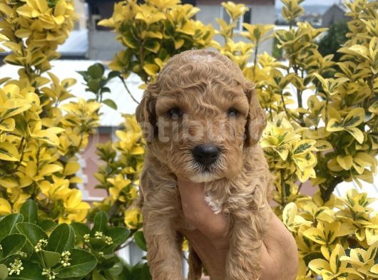 Güzellik Abidesi Ev Uretimi Poodle Bebekler  görsel