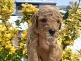 Güzellik Abidesi Ev Uretimi Poodle Bebekler 