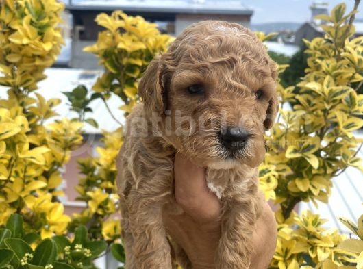 Güzellik Abidesi Ev Uretimi Poodle Bebekler  görsel