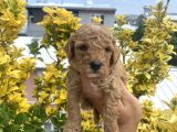 Güzellik Abidesi Ev Uretimi Poodle Bebekler 