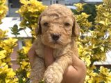 Güzellik Abidesi Ev Uretimi Poodle Bebekler 