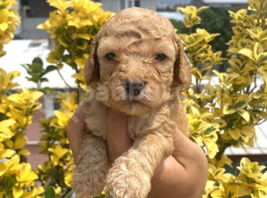 Güzellik Abidesi Ev Uretimi Poodle Bebekler  görsel