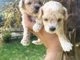 Poodle Ayarinda Tea Cup  Maltipo Bebekler