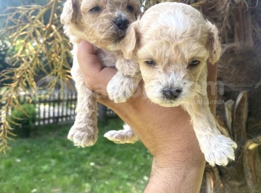 Poodle Ayarinda Tea Cup  Maltipo Bebekler görsel