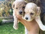 Poodle Ayarinda Tea Cup  Maltipo Bebekler