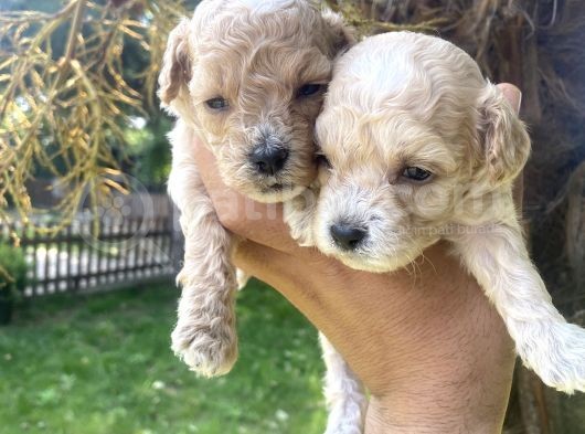 Poodle Ayarinda Tea Cup  Maltipo Bebekler görsel