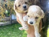 Poodle Ayarinda Tea Cup  Maltipo Bebekler
