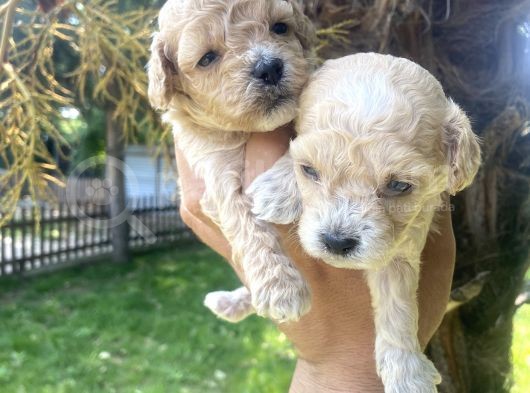 Poodle Ayarinda Tea Cup  Maltipo Bebekler görsel