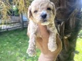 Poodle Ayarinda Tea Cup  Maltipo Bebekler