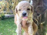 Poodle ayarinda tea cup  maltipo bebekler