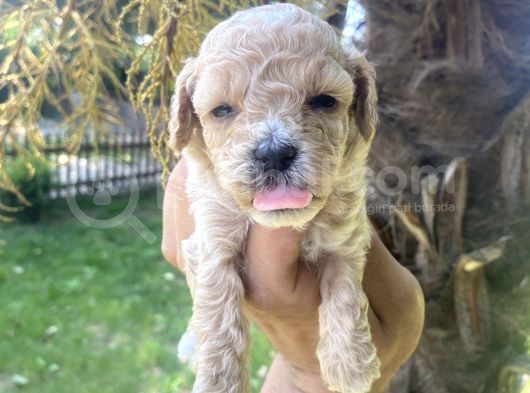 Poodle Ayarinda Tea Cup  Maltipo Bebekler
