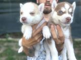 Husky Ailesinin En Kalitelilerinden Yavrularımız