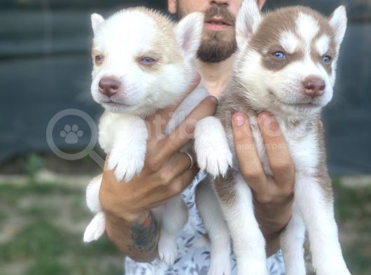 Husky Ailesinin En Kalitelilerinden Yavrularımız görsel