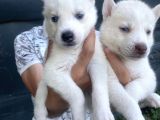 Husky Ailesinin En Kalitelilerinden Yavrularımız