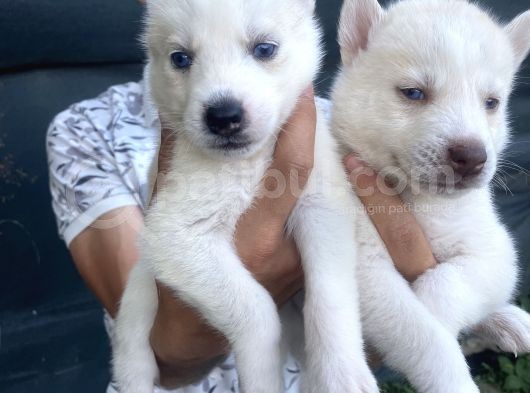 Husky Ailesinin En Kalitelilerinden Yavrularımız görsel
