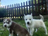 Husky ailesinin en kalitelilerinden yavrularımız
