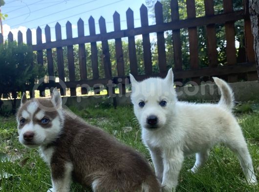 Husky Ailesinin En Kalitelilerinden Yavrularımız