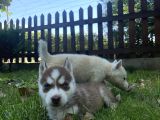Husky Ailesinin En Kalitelilerinden Yavrularımız