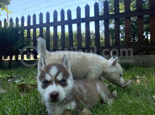 Husky Ailesinin En Kalitelilerinden Yavrularımız görsel