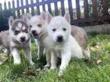 Husky Ailesinin En Kalitelilerinden Yavrularımız