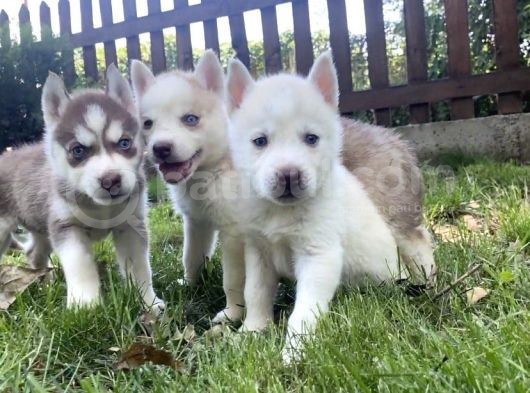 Husky Ailesinin En Kalitelilerinden Yavrularımız görsel