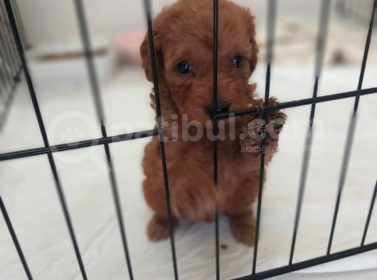 Di̇şi̇ Yavru Red Brown görsel