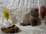 Dikkat Çekici Güzellikte Lilac Scottish Fold