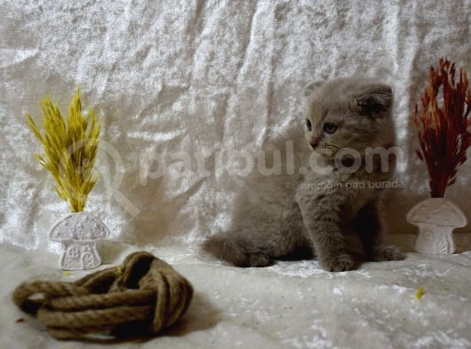 Dikkat Çekici Güzellikte Lilac Scottish Fold görsel
