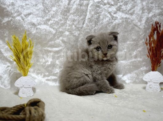 Dikkat Çekici Güzellikte Lilac Scottish Fold görsel
