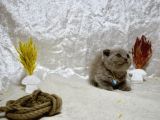 Dikkat Çekici Güzellikte Lilac Scottish Fold