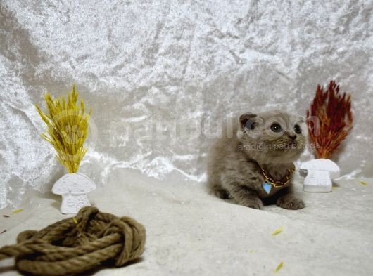 Dikkat Çekici Güzellikte Lilac Scottish Fold görsel