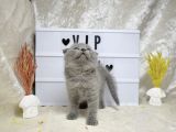 Dikkat Çekici Güzellikte Lilac Scottish Fold