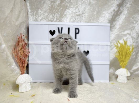 Dikkat Çekici Güzellikte Lilac Scottish Fold