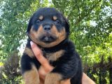 Rottweiler Yavrular