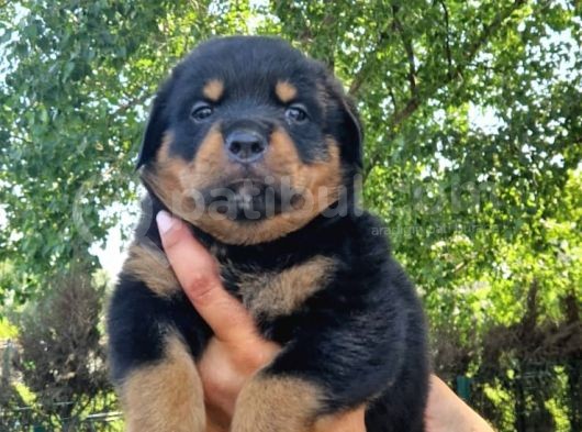 Rottweiler Yavrular görsel