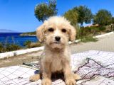0 no maltipoo oğlumuz