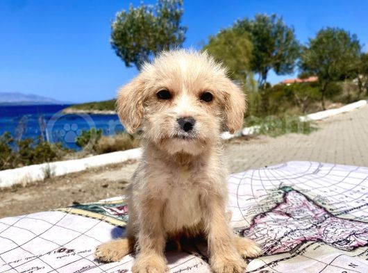 0 No Maltipoo Oğlumuz