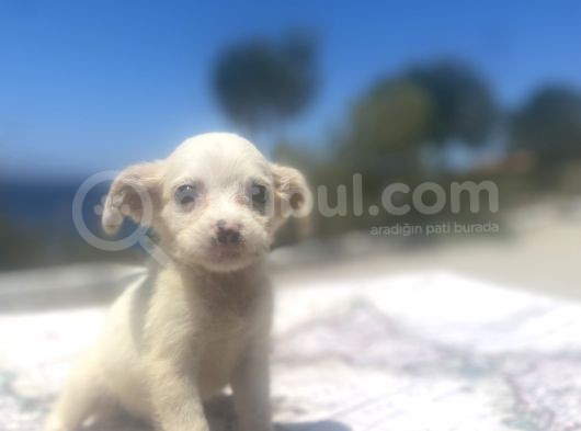 Uygun Bütçeli Mini Boy Fino Oğlumuz
