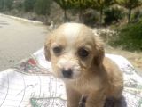mini boy maltipoo oğlumuz